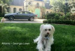 Low Maintenance Lawn Seed, Water Saving, Drought Resistant, No Fertilizers or Pesticides